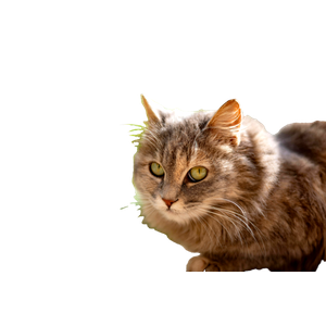 Charming Close Up Of A Fluffy Tabby Cat With Green Eyes In A Garden Setting. 19844 - Cat PNG image with transparent background